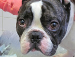 Bonk,franse bulldog reu, bijna 4 jr, heeft last van een holle rug=lordose. Acup helpt voor de zwakte vd achterhand.